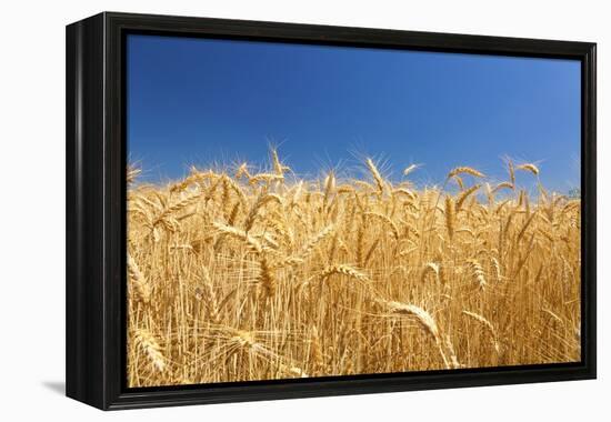 Wheat Field-Craig Tuttle-Framed Premier Image Canvas