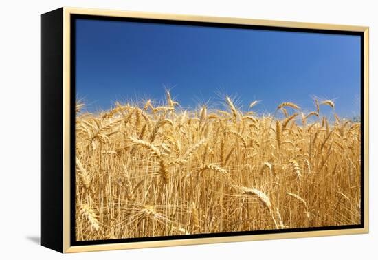 Wheat Field-Craig Tuttle-Framed Premier Image Canvas