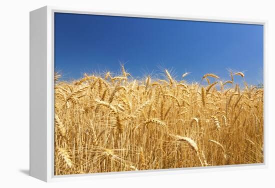 Wheat Field-Craig Tuttle-Framed Premier Image Canvas