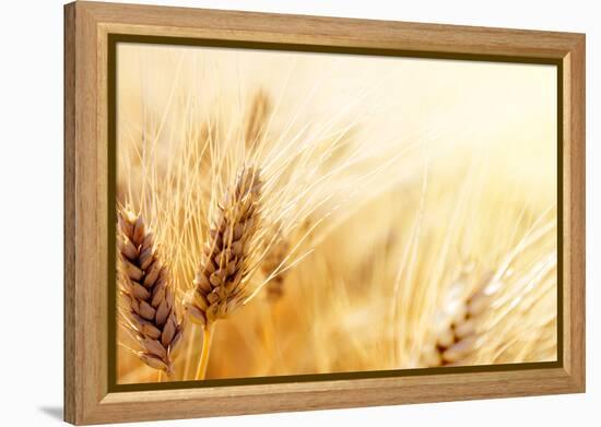 Wheat Field-Iakov Kalinin-Framed Premier Image Canvas