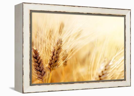 Wheat Field-Iakov Kalinin-Framed Premier Image Canvas