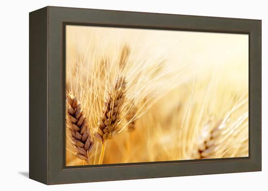 Wheat Field-Iakov Kalinin-Framed Premier Image Canvas