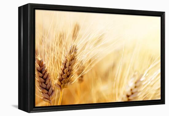 Wheat Field-Iakov Kalinin-Framed Premier Image Canvas