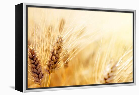 Wheat Field-Iakov Kalinin-Framed Premier Image Canvas