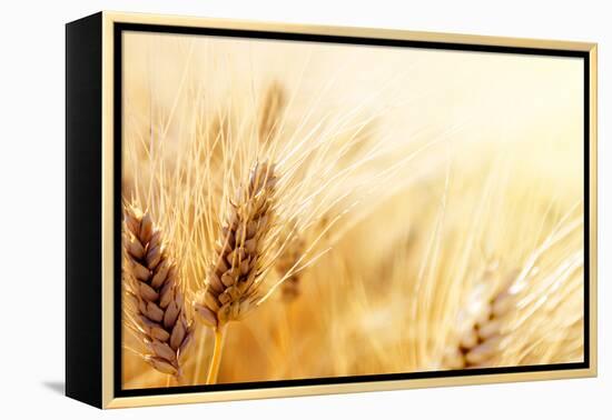 Wheat Field-Iakov Kalinin-Framed Premier Image Canvas
