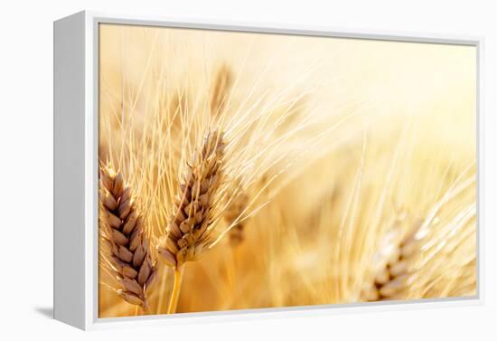 Wheat Field-Iakov Kalinin-Framed Premier Image Canvas