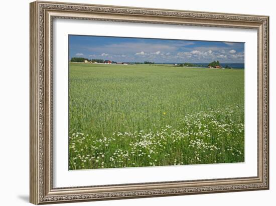 Wheat Field-Bjorn Svensson-Framed Photographic Print