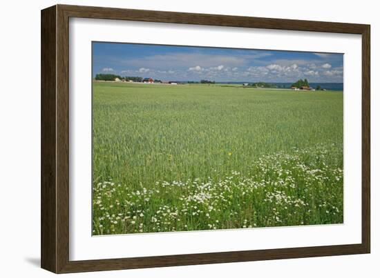 Wheat Field-Bjorn Svensson-Framed Photographic Print