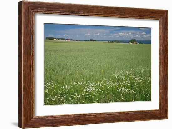 Wheat Field-Bjorn Svensson-Framed Photographic Print