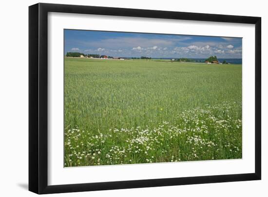 Wheat Field-Bjorn Svensson-Framed Photographic Print