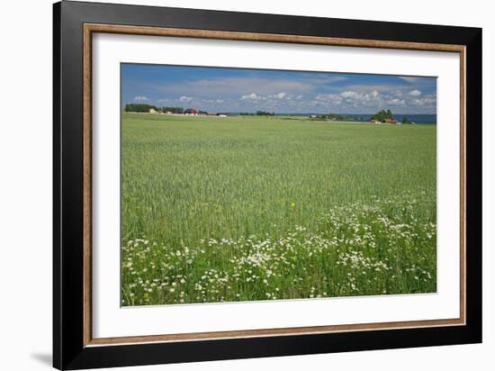 Wheat Field-Bjorn Svensson-Framed Photographic Print