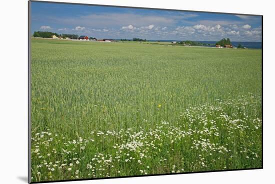 Wheat Field-Bjorn Svensson-Mounted Photographic Print