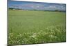 Wheat Field-Bjorn Svensson-Mounted Photographic Print