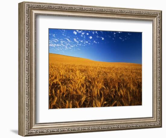 Wheat Field-Darrell Gulin-Framed Photographic Print