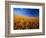 Wheat Field-Darrell Gulin-Framed Photographic Print