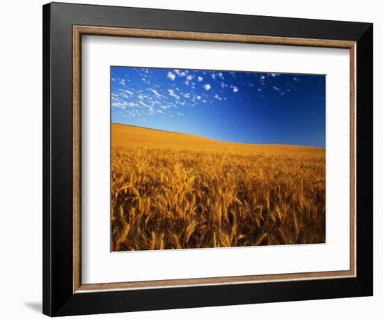 Wheat Field-Darrell Gulin-Framed Photographic Print