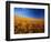 Wheat Field-Darrell Gulin-Framed Photographic Print