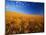 Wheat Field-Darrell Gulin-Mounted Photographic Print