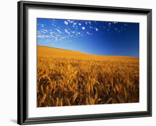 Wheat Field-Darrell Gulin-Framed Photographic Print