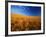 Wheat Field-Darrell Gulin-Framed Photographic Print