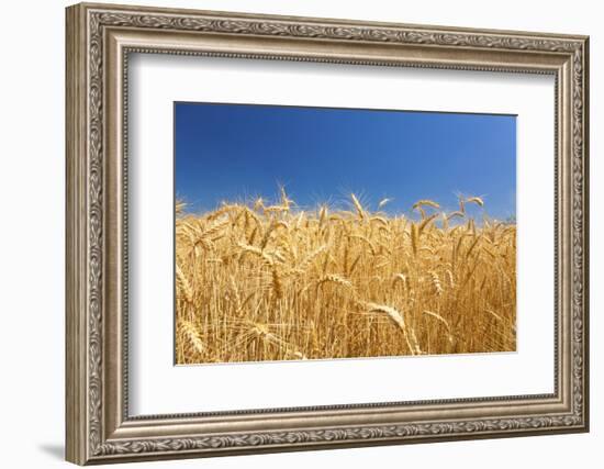 Wheat Field-Craig Tuttle-Framed Photographic Print