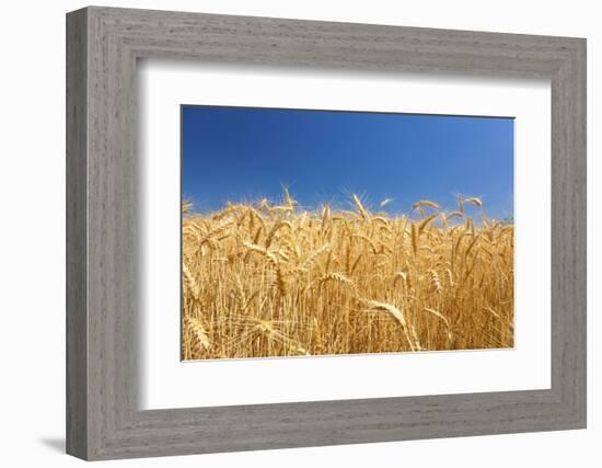 Wheat Field-Craig Tuttle-Framed Photographic Print