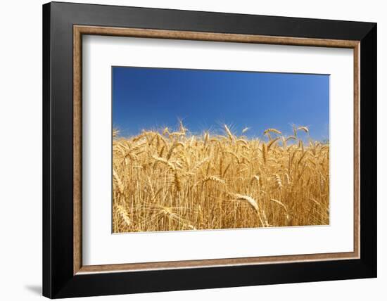 Wheat Field-Craig Tuttle-Framed Photographic Print