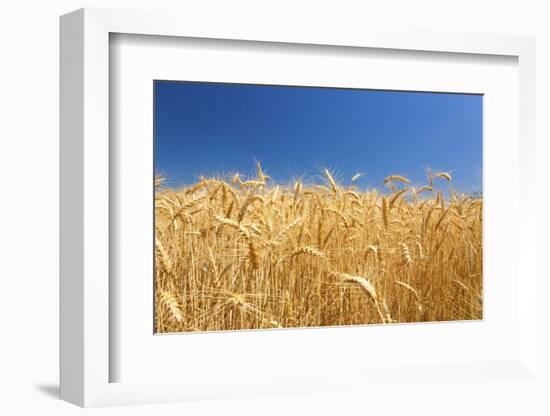 Wheat Field-Craig Tuttle-Framed Photographic Print