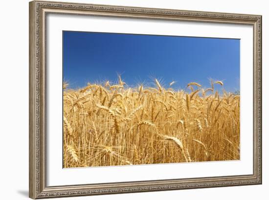 Wheat Field-Craig Tuttle-Framed Photographic Print