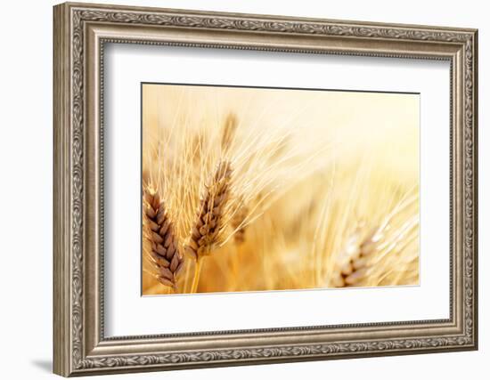 Wheat Field-Iakov Kalinin-Framed Photographic Print