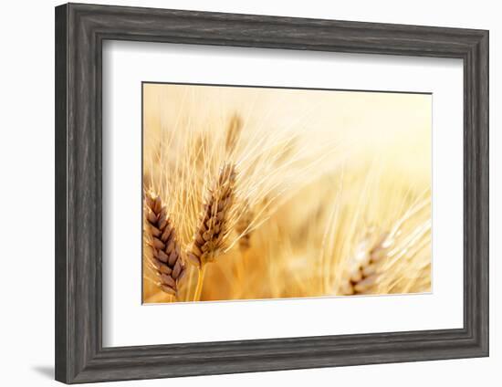 Wheat Field-Iakov Kalinin-Framed Photographic Print