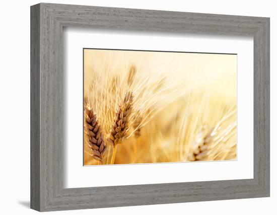 Wheat Field-Iakov Kalinin-Framed Photographic Print