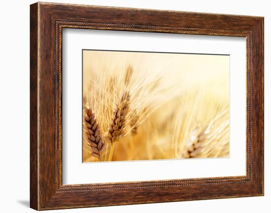 Wheat Field-Iakov Kalinin-Framed Photographic Print