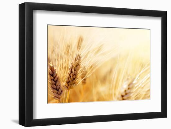 Wheat Field-Iakov Kalinin-Framed Photographic Print