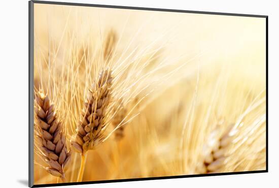 Wheat Field-Iakov Kalinin-Mounted Photographic Print