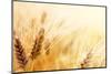 Wheat Field-Iakov Kalinin-Mounted Photographic Print