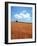 Wheat Field-null-Framed Photographic Print