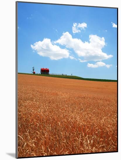 Wheat Field-null-Mounted Photographic Print