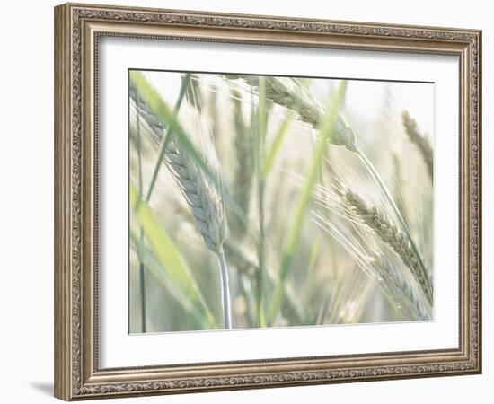 Wheat Field-null-Framed Photographic Print