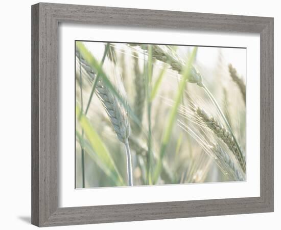 Wheat Field-null-Framed Photographic Print