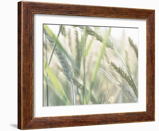 Wheat Field-null-Framed Photographic Print