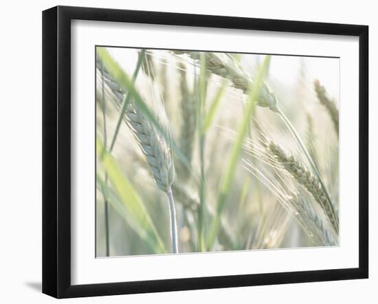 Wheat Field-null-Framed Photographic Print