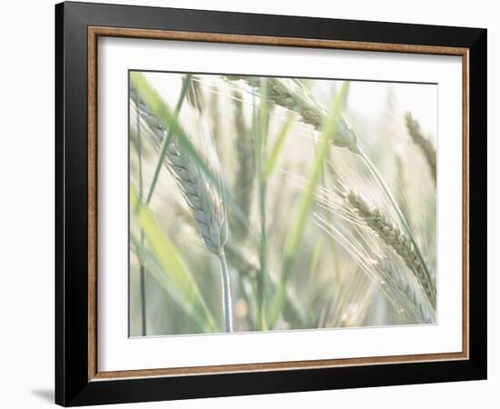 Wheat Field-null-Framed Photographic Print