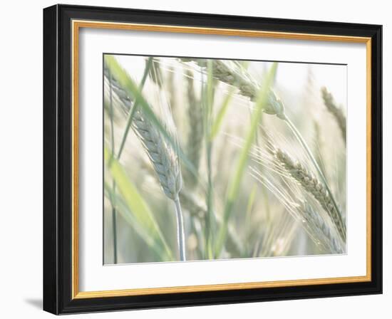 Wheat Field-null-Framed Photographic Print