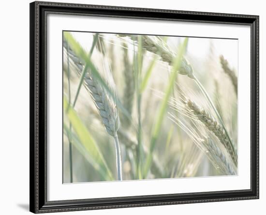 Wheat Field-null-Framed Photographic Print