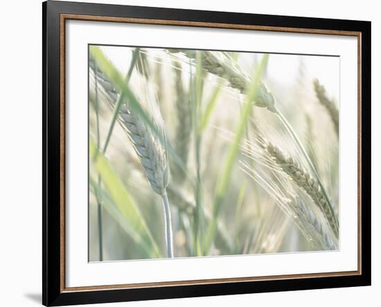 Wheat Field-null-Framed Photographic Print