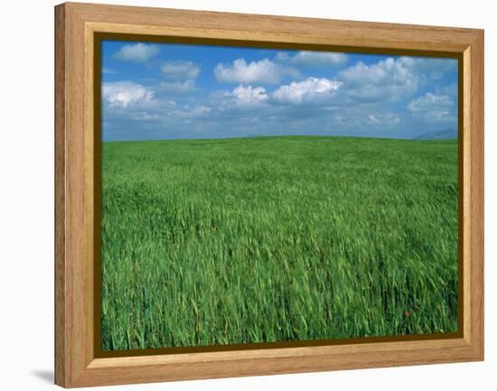 Wheat Fields Near Antequera, Spain-Gary Conner-Framed Premier Image Canvas