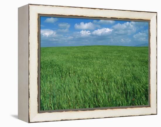 Wheat Fields Near Antequera, Spain-Gary Conner-Framed Premier Image Canvas