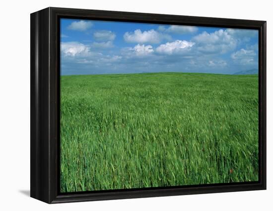 Wheat Fields Near Antequera, Spain-Gary Conner-Framed Premier Image Canvas