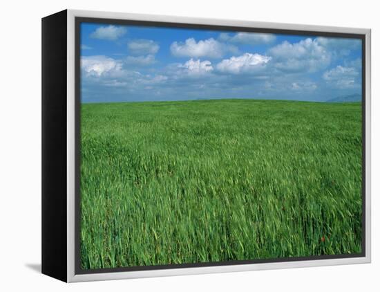 Wheat Fields Near Antequera, Spain-Gary Conner-Framed Premier Image Canvas